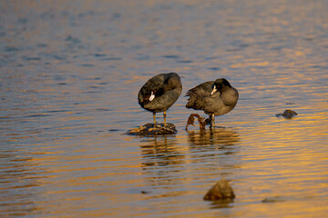 Two ducks on a riverbank.