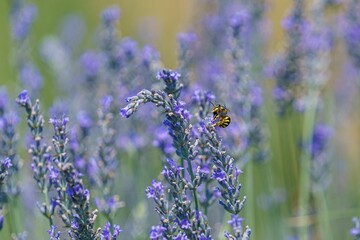 Bee hovering above lavender flowers in a field.