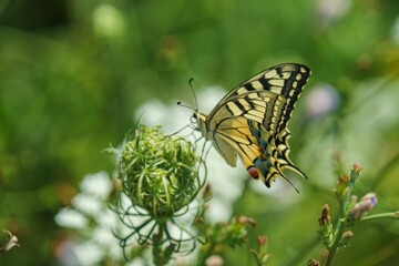 Lonely butterfly perched on a plant with wings outstretched.