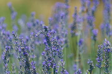 Scenic view of a lavender field.