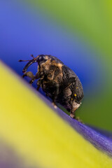 Weisspunktiger Schwertlilienrüssler auf einer Blume