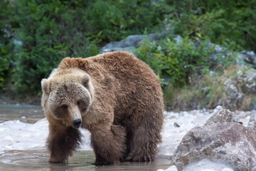 Obraz premium the bear is standing in the water next to rocks and green plants