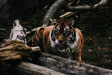 a tiger is standing near some logs and trees in the forest
