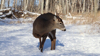 White-tailed deer (Odocoileus virginianus) in a snowy forest landscape