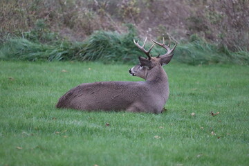 White-tailed deer (Odocoileus virginianus) in front of vibrant green park
