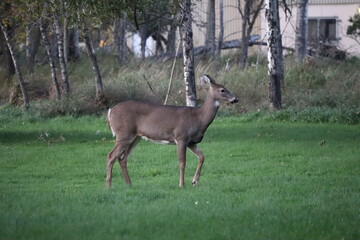 White-tailed deer (Odocoileus virginianus) in front of vibrant green park