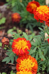 Marigolds parviflora flowers and shrubs in shades of red, yellow, and orange