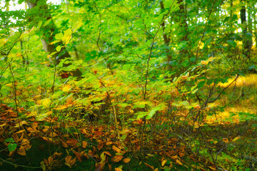 Obraz premium Woods, green and leaves in forest outdoor for biodiversity, sustainable environment and wilderness with scenic beauty. Nature, vibrant flora and growth of rainforest, peaceful and evergreen woodland.