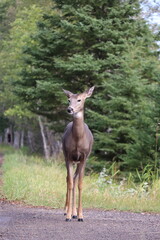 White-tailed deer (Odocoileus virginianus) in front of a vibrant green park