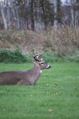 White-tailed deer (Odocoileus virginianus) in front of a vibrant green park