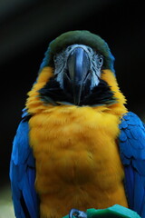 Vibrant blue, yellow, and green Macaw perched on a tree branch