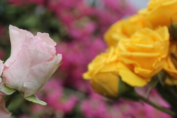 Close-up of blooming yellow and pink roses