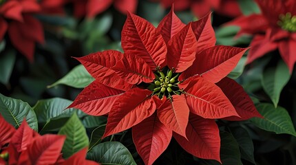 ed poinsettia flower in focus, with green leaves slightly