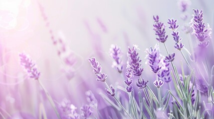 Fototapeta premium Serene Lavender Bliss