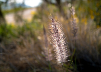 Macro shot of fuzzy grass in a desert setting with a blurred bokeh effect