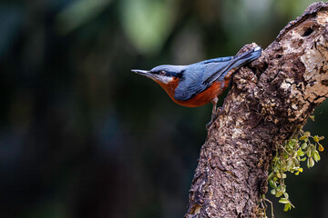 Closeup of a chestnut-bellied Nuthatch bird in Sattal, Uttarakhand, India.