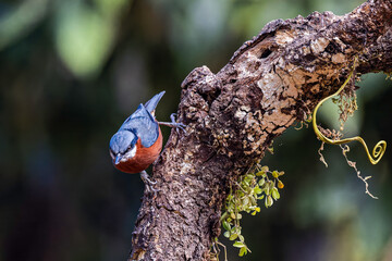 Closeup of a chestnut-bellied Nuthatch bird in Sattal, Uttarakhand, India.