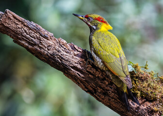Close-up of a lesser yellow nape bird in Sattal, Uttarakhand, India.