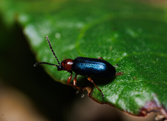 Close-up of a Black Oil Beetle in the woods during the day