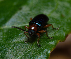 Close-up of a Black Oil Beetle in the woods during the day