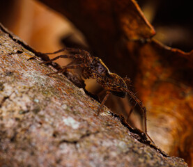 Spider on a tree branch