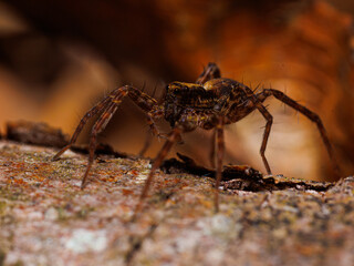 Spider on a tree branch