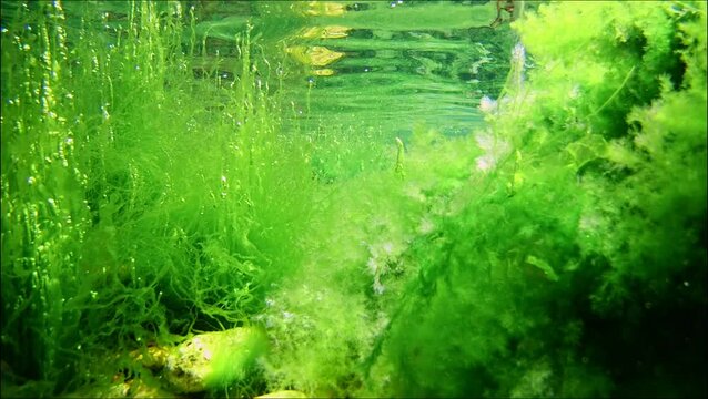 green Ulva algae grow, air bubble in oxygen rich water, surface reflection, coquina stone pebble, algal mess, Black Sea low salinity biotope, supralittoral zone gravel bottom, underwater snorkel