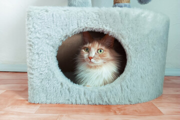 Beige cat sitting in a gray cat house.