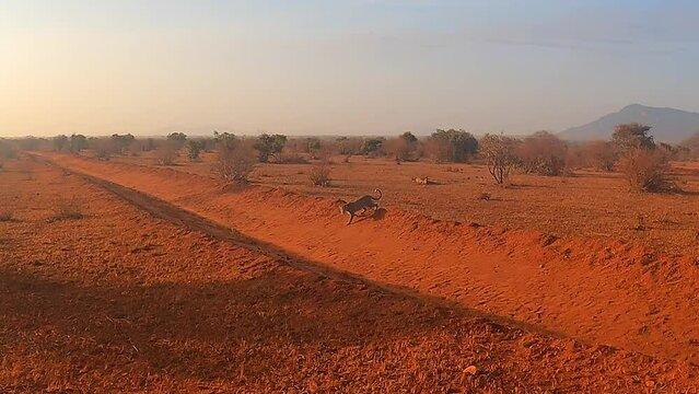 Safari Tour Im Tsavo East Nationalpark (Kenya)