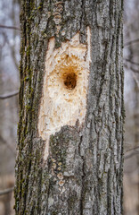 Woodpecker hole in a tree trunk