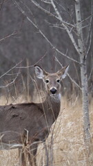 White-tailed deer (Odocoileus virginianus) standing gracefully in a forest