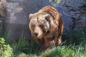 Obraz premium Brown bear walking in grass near rocks