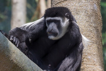 Colobus monkey perched on a tree in a dense forest