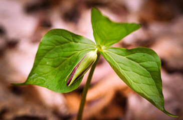 Close-up of a blooming red Ontario Trillium flower in spring