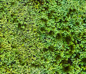 Close-up of green moss and fungus, a green background