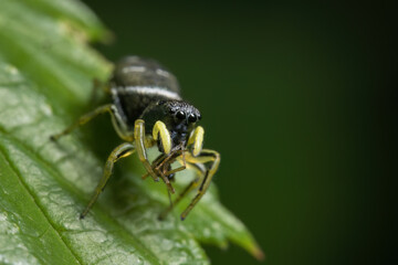 Sonnenspringspinne (Spinne) mitten im Wald