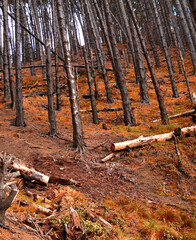 Pine, trees and floor in autumn forest, woods or countryside foliage with biodiversity in nature. Fall, environment and natural growth of bush on ground outdoor in park with grass, leaves and soil