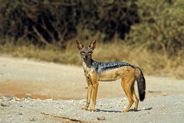 Chacal à chabraque, Canis mesomelis, Afrique