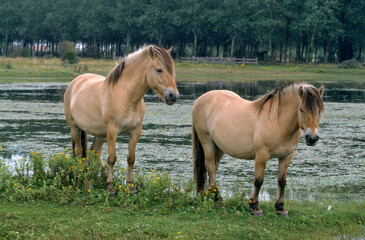 Cheval, race Henson, Baie de Somme, 80, Somme, France