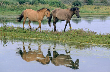 Cheval, race Henson, Baie de Somme, 80, Somme, France