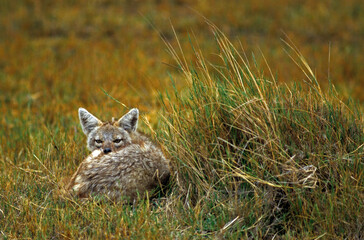 Chacal doré, Chacal commun, Canis aureus, Tanzanie