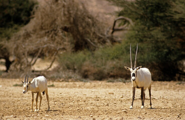 Oryx d'Arabie, Oryx leucoryx