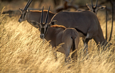 Oryx beisa, femelle et jeune,  Oryx gazella beisa, Parc national de Samburu, Kenya