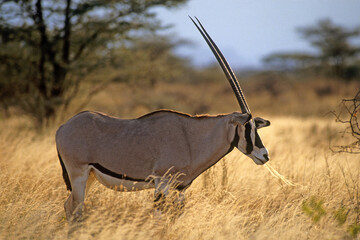 Oryx beisa, femelle et jeune,  Oryx gazella beisa, Parc national de Samburu, Kenya