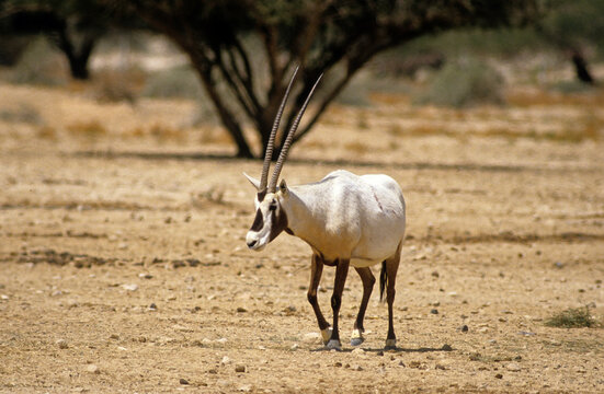 Oryx d'Arabie, Oryx leucoryx