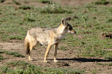 Chacal doré, Chacal commun, Canis aureus, Tanzanie