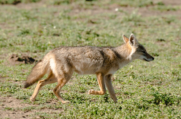 Chacal doré, Chacal commun, Canis aureus, Tanzanie