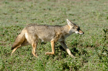 Chacal doré, Chacal commun, Canis aureus, Tanzanie