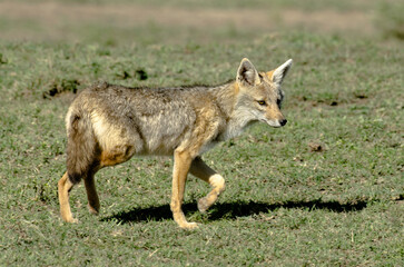 Chacal doré, Chacal commun, Canis aureus, Tanzanie