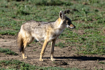 Chacal doré, Chacal commun, Canis aureus, Tanzanie